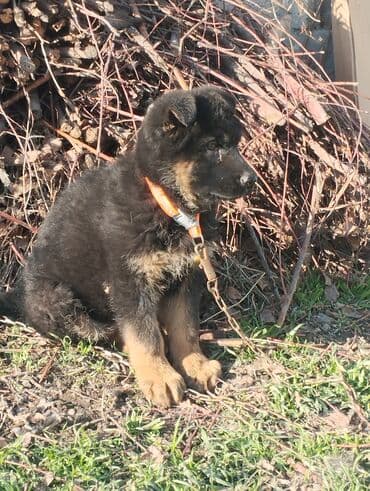 Немецкая овчарка, 2 месяца, Самка, С прививкой at lalafo.kg Немецкая овчарка, 2 месяца, Самка, С прививкой