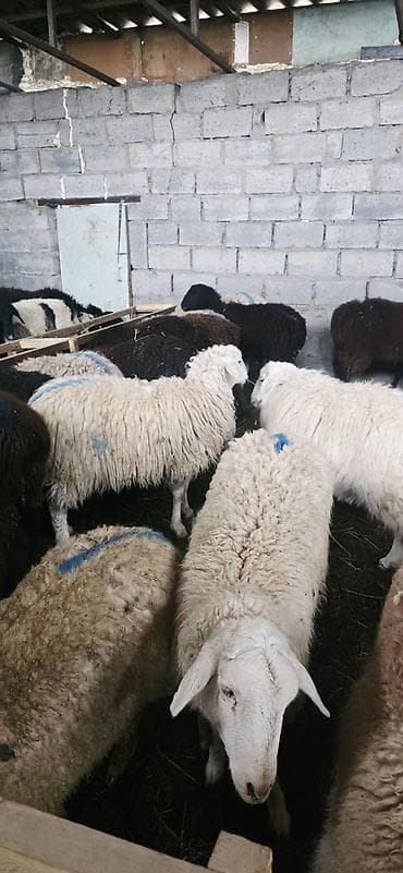Продаю | Овца (самка) | На забой at lalafo.kg Продаю | Овца (самка) | На забой