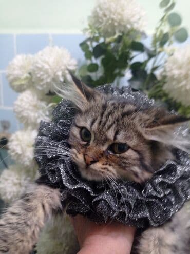 Чокеры: Ошейник-воротник для кошек (декоративный) - Пышный гофрированный at lalafo.kg — 4 Чокеры: Ошейник-воротник для кошек (декоративный) - Пышный гофрированный — 4