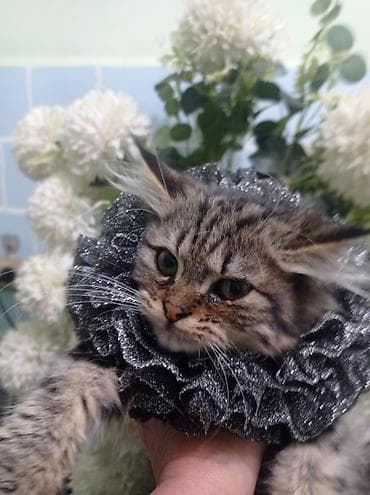 Бонбоньерки: Ожерелье-воротник для кошек (декоративная «руффа») - Назначение at lalafo.kg — 6 Бонбоньерки: Ожерелье-воротник для кошек (декоративная «руффа») - Назначение — 6