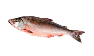 Замороженный, До 1 кг, Самовывоз, Бесплатная доставка, Платная доставка at lalafo.kg Замороженный, До 1 кг, Самовывоз, Бесплатная доставка, Платная доставка