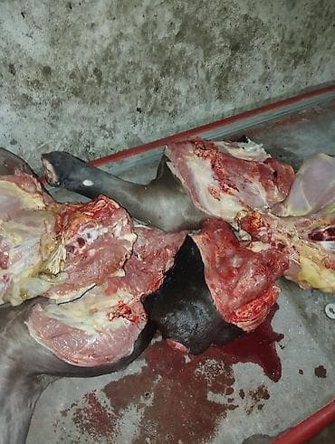 Мясо говядина для собак свежее, Замороженное Без запаха В пакетах at lalafo.kg Мясо говядина для собак свежее, Замороженное Без запаха В пакетах