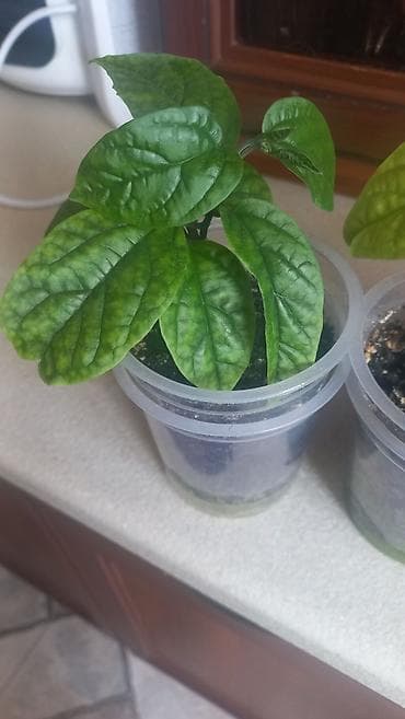 Эпипремнумдар жана сциндапсустар: Продам клеродендрум Томсона,отростки 150 сом lalafo.kg да — 5 Эпипремнумдар жана сциндапсустар: Продам клеродендрум Томсона,отростки 150 сом — 5