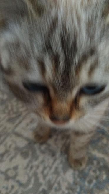 Котёнок, тигровый окрас (серо-бежевые полосы), короткая шерсть, синие at lalafo.kg Котёнок, тигровый окрас (серо-бежевые полосы), короткая шерсть, синие