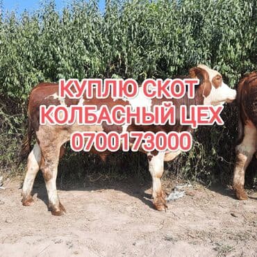 Куплю | Коровы, быки, Лошади, кони | Круглосуточно, Любое состояние, Забитый at lalafo.kg Куплю | Коровы, быки, Лошади, кони | Круглосуточно, Любое состояние, Забитый