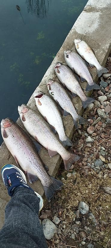 Рыбалка ! В токмоке, частный пруд ! Вода артазиан,чистая проточная,без at lalafo.kg — 7 Рыбалка ! В токмоке, частный пруд ! Вода артазиан,чистая проточная,без — 7