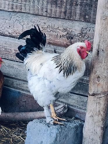 Короздор сатылат at lalafo.kg Короздор сатылат