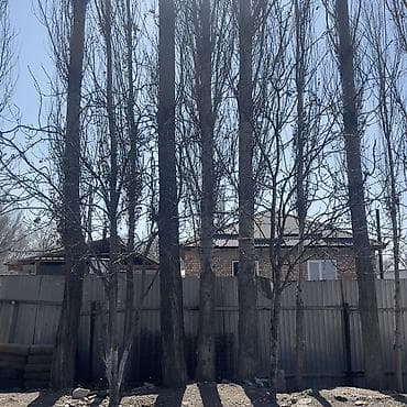 Саженцы at lalafo.kg Саженцы