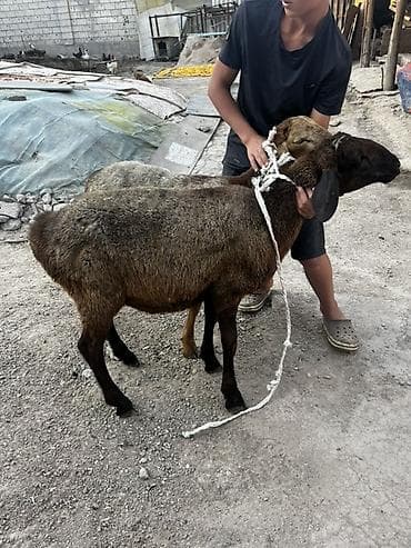 Продаю | Баран (самец) | Для разведения at lalafo.kg Продаю | Баран (самец) | Для разведения