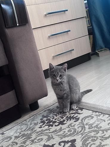 Британская короткошёрстная, 3 месяца, Девочка, Серый, Приучена к лотку at lalafo.kg Британская короткошёрстная, 3 месяца, Девочка, Серый, Приучена к лотку
