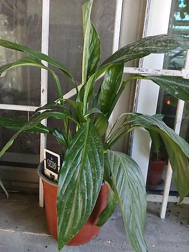 Спатифиллум (Spathiphyllum) в горшке - Комнатное растение с длинными at lalafo.kg Спатифиллум (Spathiphyllum) в горшке - Комнатное растение с длинными