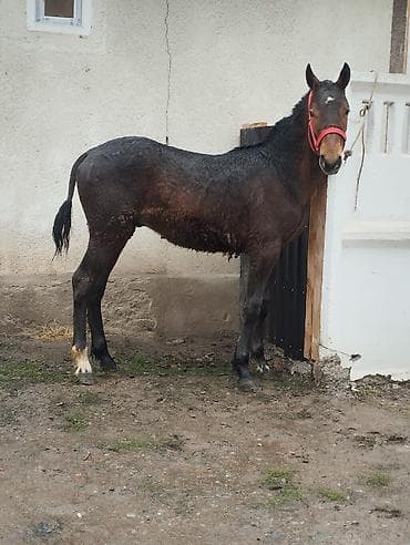 Продаю | Конь (самец) | Рабочий | Мерин at lalafo.kg Продаю | Конь (самец) | Рабочий | Мерин