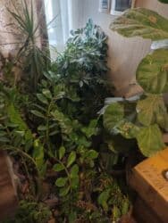 Гулдор сатылат цветы продаются at lalafo.kg Гулдор сатылат цветы продаются