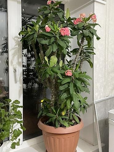 Антуриумдар: Эуфорбия Милла (Euphorbia milii, «Корона Иисуса») — крупный комнатный lalafo.kg да — 1 Антуриумдар: Эуфорбия Милла (Euphorbia milii, «Корона Иисуса») — крупный комнатный — 1