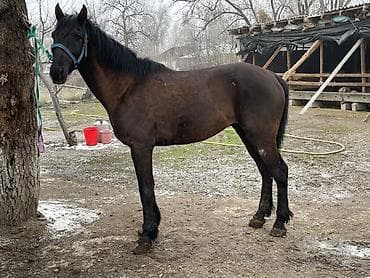 ЗИЛ: Сатам | Жылкы (эркек) | Аргын lalafo.kg да — 2 ЗИЛ: Сатам | Жылкы (эркек) | Аргын — 2