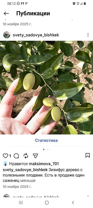 Зизифус саженец кустарник-дерево. Высота саженца 50 см. Двухлетний at lalafo.kg Зизифус саженец кустарник-дерево. Высота саженца 50 см. Двухлетний