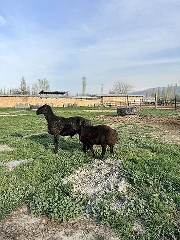 Продаю | Овца (самка) | Для разведения | Матка at lalafo.kg Продаю | Овца (самка) | Для разведения | Матка