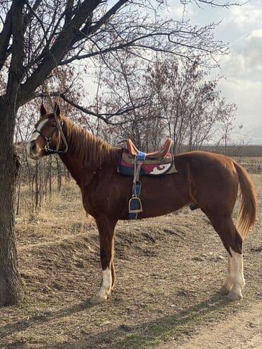 Продаю | Конь (самец), Жеребец | Дончак, Кара Жорго | Для разведения, Рабочий, Конный спорт at lalafo.kg Продаю | Конь (самец), Жеребец | Дончак, Кара Жорго | Для разведения, Рабочий, Конный спорт