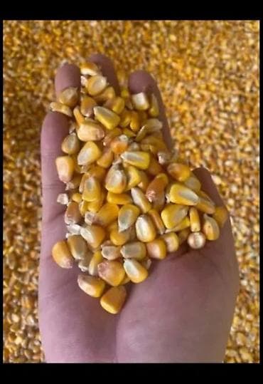 Кукуруза зерновая (желтое зерно) пионер - Зерно кукурузы, хорошо at lalafo.kg Кукуруза зерновая (желтое зерно) пионер - Зерно кукурузы, хорошо