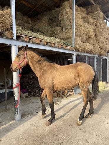 Продаю | Жеребенок | Дончак | Для разведения | Осеменитель at lalafo.kg — 1 Продаю | Жеребенок | Дончак | Для разведения | Осеменитель — 1