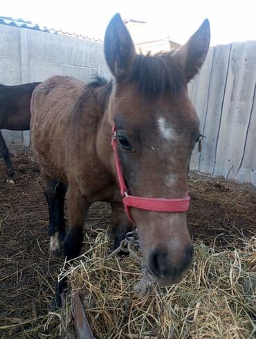 Продаю | Жеребенок | Конный спорт at lalafo.kg Продаю | Жеребенок | Конный спорт