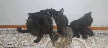 Котята домашние, помёт из нескольких малышей. Окрас: преимущественно at lalafo.kg Котята домашние, помёт из нескольких малышей. Окрас: преимущественно