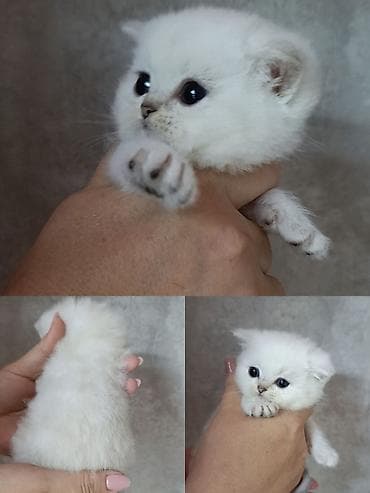 Продажа. чистокровный шотландский скотиш страйт котенок в окрасе at lalafo.kg Продажа. чистокровный шотландский скотиш страйт котенок в окрасе