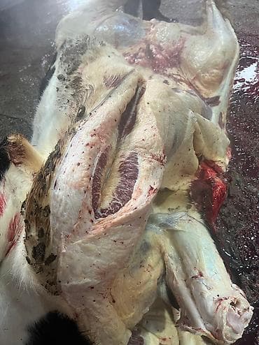 Аквариумдар: Колбаса цехи : Уйлар, букалар, Жылкылар, аттар, | Күнү-түнү, Бардык шартта, Союлган lalafo.kg да — 9 Аквариумдар: Колбаса цехи : Уйлар, букалар, Жылкылар, аттар, | Күнү-түнү, Бардык шартта, Союлган — 9