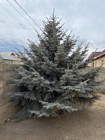 Ёлка длина 6 метров,продам! at lalafo.kg Ёлка длина 6 метров,продам!