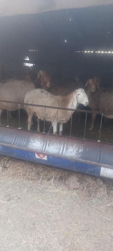 Продаю | Баран (самец) | Полукровка | Для разведения | Осеменитель at lalafo.kg Продаю | Баран (самец) | Полукровка | Для разведения | Осеменитель