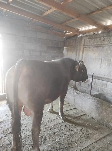 Продаю | Бык (самец) | Швицкая | На забой at lalafo.kg Продаю | Бык (самец) | Швицкая | На забой