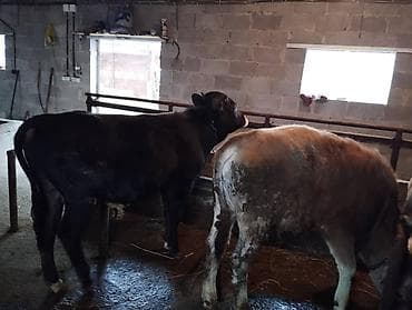 Продаю | Бык (самец) at lalafo.kg Продаю | Бык (самец)