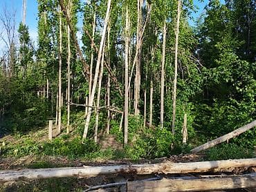 Дрова Тополь at lalafo.kg Дрова Тополь