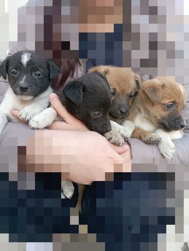 Щенки звоночкинизкорослые, возраст 1.5 месяца . бесплатно at lalafo.kg Щенки звоночкинизкорослые, возраст 1.5 месяца . бесплатно