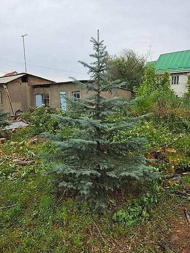 Ель голубая (Picea pungens ‘Glauca’) для озеленения участка. - at lalafo.kg Ель голубая (Picea pungens ‘Glauca’) для озеленения участка. -
