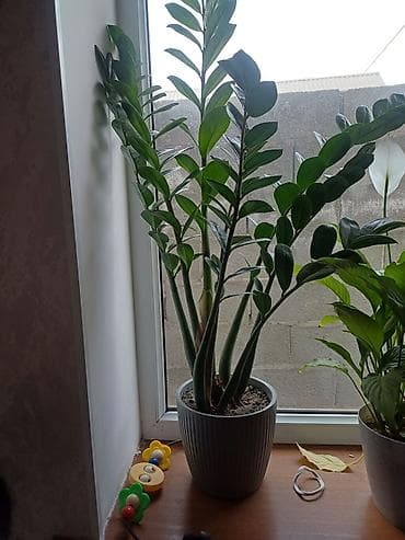 Сатылат баасы 2000 at lalafo.kg Сатылат баасы 2000