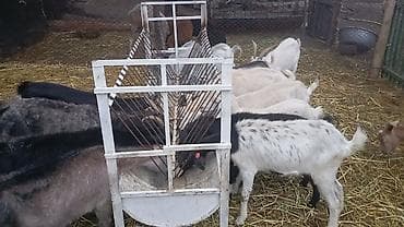 Продаю | Коза (самка), Козёл (самец), Козлёнок | Полукровка, Зааненская | На забой, Для разведения, Для молока | Племенные at lalafo.kg Продаю | Коза (самка), Козёл (самец), Козлёнок | Полукровка, Зааненская | На забой, Для разведения, Для молока | Племенные
