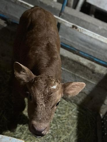 Продаю | Музоо, торпок | На откорм | Искусственник at lalafo.kg Продаю | Музоо, торпок | На откорм | Искусственник