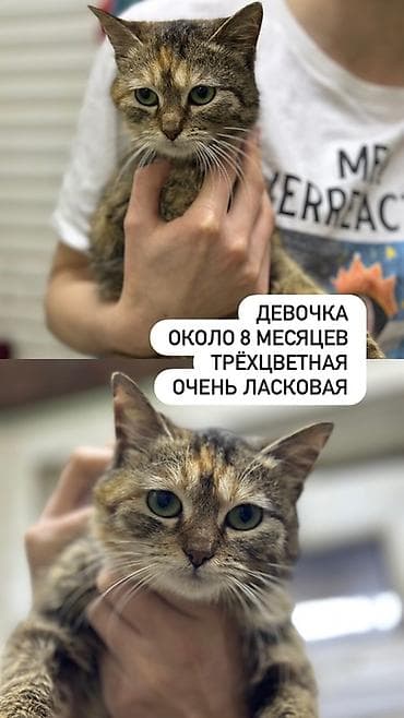 Котята ищут любящую семью - Девочка, около 8 месяцев. Трёхцветная, с at lalafo.kg Котята ищут любящую семью - Девочка, около 8 месяцев. Трёхцветная, с