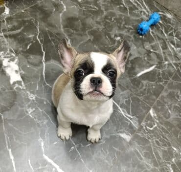 Бульдог, 2 месяца, Самец at lalafo.kg Бульдог, 2 месяца, Самец