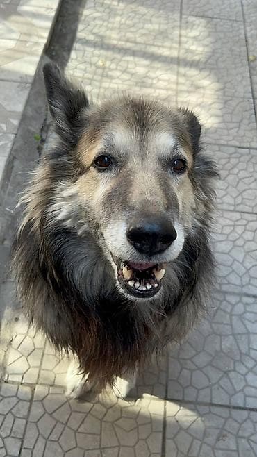 Пес старый, жил в доме, в квартиру взять не можем. Ищем добрых людей в at lalafo.kg Пес старый, жил в доме, в квартиру взять не можем. Ищем добрых людей в