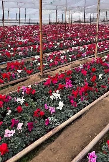 Горшечные цикломены, ценерария, каланхое, герань из теплицы at lalafo.kg Горшечные цикломены, ценерария, каланхое, герань из теплицы