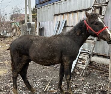 Продаю | Жеребенок | Для разведения | Племенные at lalafo.kg Продаю | Жеребенок | Для разведения | Племенные