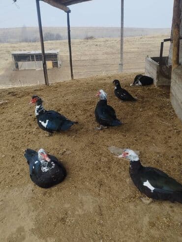 Мускус өрдөктөр сатылат 4 короз 3 макиси бар 7 шт жалпы. оптом 1000 at lalafo.kg Мускус өрдөктөр сатылат 4 короз 3 макиси бар 7 шт жалпы. оптом 1000