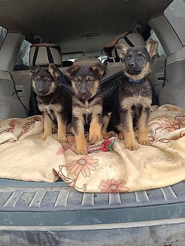 Немецкая овчарка, 2 месяца, Самка at lalafo.kg Немецкая овчарка, 2 месяца, Самка