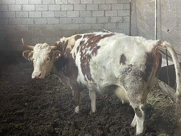 Продаю | Корова (самка) | Для разведения | Привязанные at lalafo.kg Продаю | Корова (самка) | Для разведения | Привязанные