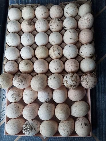 ПРОДАЮ ЯЙЦА ИНДЮКОВ. ХРАНИТСЯ В КЛАДОВКЕ.СВЕЖИЕ ЯЙЦА ХРАНИТСЯ 8 at lalafo.kg ПРОДАЮ ЯЙЦА ИНДЮКОВ. ХРАНИТСЯ В КЛАДОВКЕ.СВЕЖИЕ ЯЙЦА ХРАНИТСЯ 8