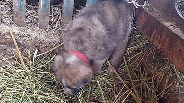 Алабай, 1 месяц, Самец at lalafo.kg Алабай, 1 месяц, Самец