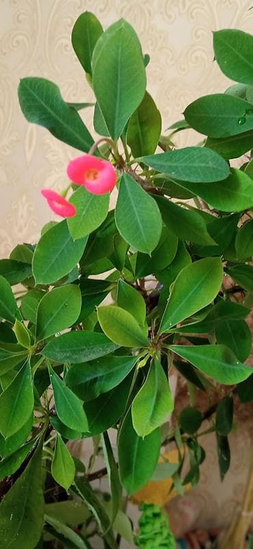 Малочай по 500с каждый at lalafo.kg Малочай по 500с каждый