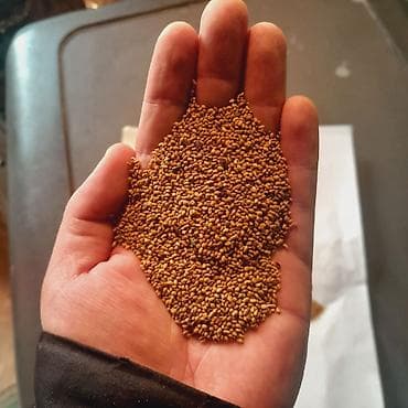 Chrysler: Беде урук Беде урук беде урук беде урук беде урук люцерна семена lalafo.kg да — 3 Chrysler: Беде урук Беде урук беде урук беде урук беде урук люцерна семена — 3